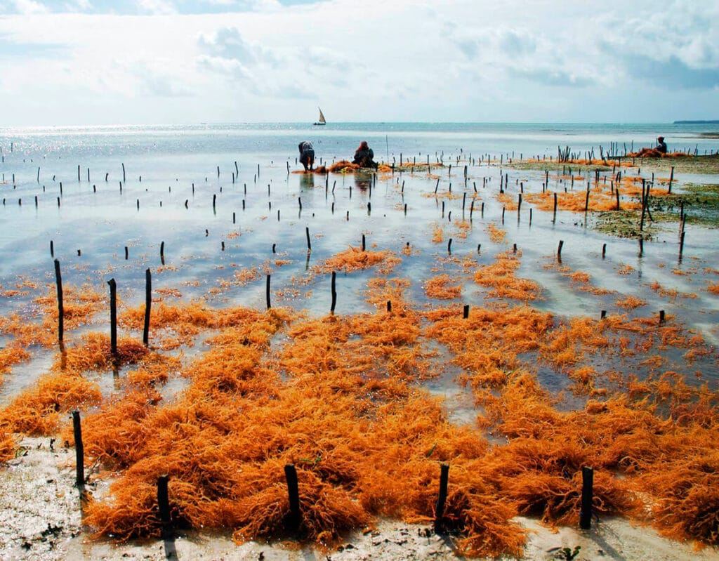 Sustainable Development