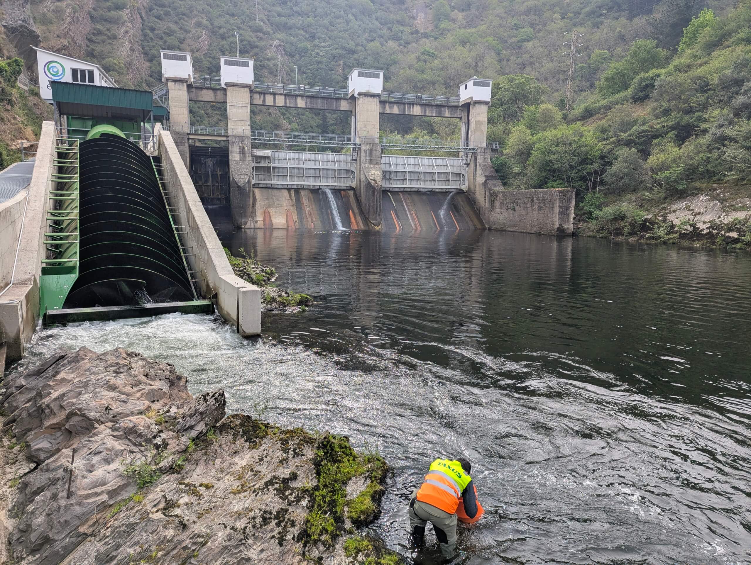 Seguimiento ambiental hidrotornillo río Narcea
